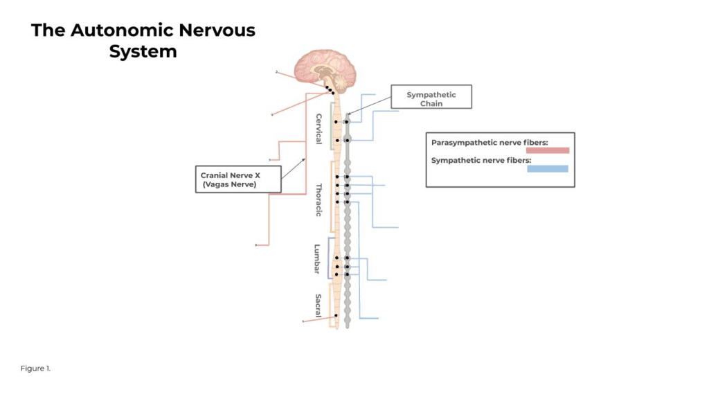 simple autonomic nervous system diagram